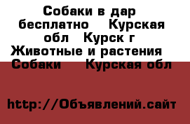 Собаки в дар (бесплатно) - Курская обл., Курск г. Животные и растения » Собаки   . Курская обл.